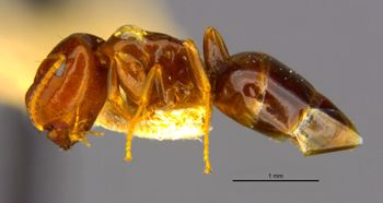 Media type: image;   Entomology 21554 Aspect: habitus lateral view